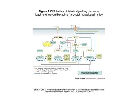 Figure 3 KRAS-driven intrinsic signalling pathways