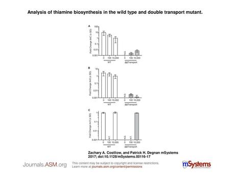 Analysis of thiamine biosynthesis in the wild type and double transport mutant. Analysis of thiamine biosynthesis in the wild type and double transport.