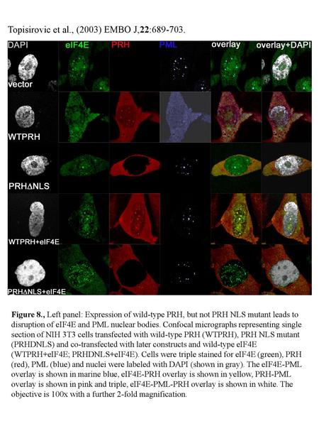 Topisirovic et al., (2003) EMBO J,22: