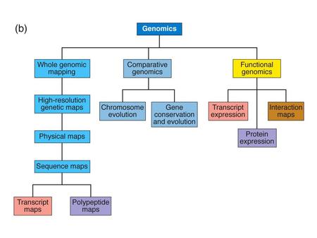 Sequential Steps in Genome Mapping