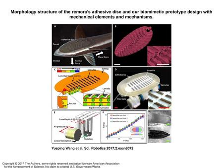 Morphology structure of the remora’s adhesive disc and our biomimetic prototype design with mechanical elements and mechanisms. Morphology structure of.