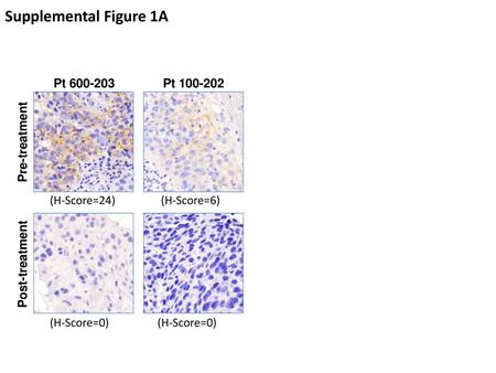 Supplemental Figure 1A Pt Pt Pre-treatment