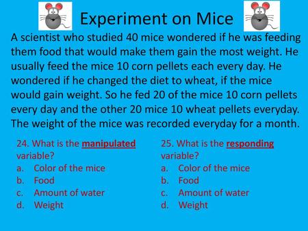 Experiment on Mice A scientist who studied 40 mice wondered if he was feeding them food that would make them gain the most weight. He usually feed the.