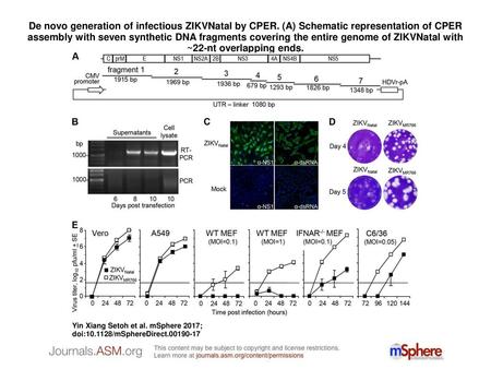 De novo generation of infectious ZIKVNatal by CPER