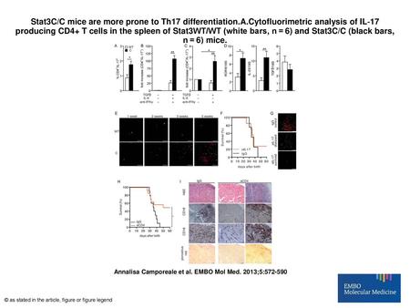 Stat3C/C mice are more prone to Th17 differentiation. A