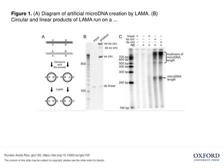 Figure 1. (A) Diagram of artificial microDNA creation by LAMA