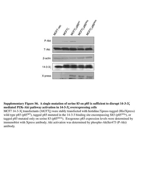 MCF7z.p85WT MCF7z.p85S83μ MCF7z.p85S83A MCF7.vec MCF7z P-Akt T-Akt