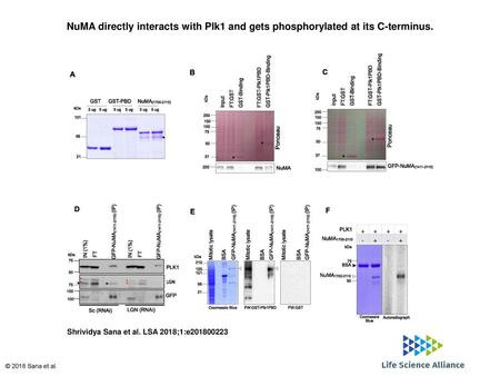 NuMA directly interacts with Plk1 and gets phosphorylated at its C-terminus. NuMA directly interacts with Plk1 and gets phosphorylated at its C-terminus.