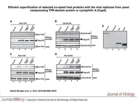 Efficient copurification of selected co-opted host proteins with the viral replicase from yeast coexpressing TPR-domain protein or cyclophilin A (CypA).