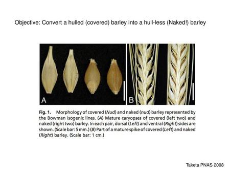 Objective: Convert a hulled (covered) barley into a hull-less (Naked