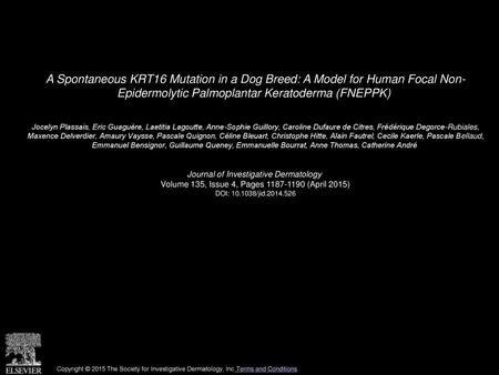 A Spontaneous KRT16 Mutation in a Dog Breed: A Model for Human Focal Non- Epidermolytic Palmoplantar Keratoderma (FNEPPK)  Jocelyn Plassais, Eric Guaguère,