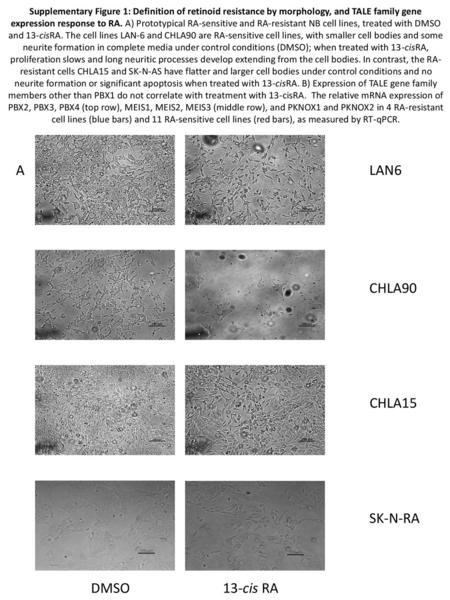 A LAN6 CHLA90 CHLA15 SK-N-RA DMSO 13-cis RA