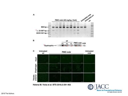 Helena M. Viola et al. BTS 2018;3: