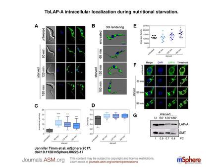 TbLAP-A intracellular localization during nutritional starvation.