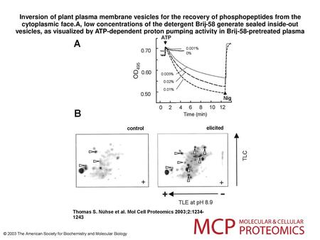 Inversion of plant plasma membrane vesicles for the recovery of phosphopeptides from the cytoplasmic face.A, low concentrations of the detergent Brij-58.