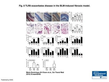 Fig. 8 TLR8 exacerbates disease in the BLM-induced fibrosis model.