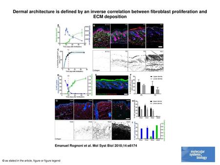 Dermal architecture is defined by an inverse correlation between fibroblast proliferation and ECM deposition Dermal architecture is defined by an inverse.