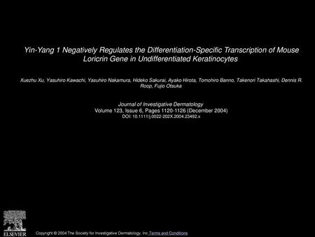 Yin-Yang 1 Negatively Regulates the Differentiation-Specific Transcription of Mouse Loricrin Gene in Undifferentiated Keratinocytes  Xuezhu Xu, Yasuhiro.