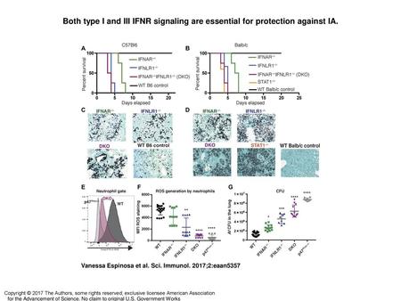 Both type I and III IFNR signaling are essential for protection against IA. Both type I and III IFNR signaling are essential for protection against IA.