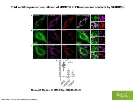 FFAT motif‐dependent recruitment of MOSPD2 in ER–endosome contacts by STARD3NL FFAT motif‐dependent recruitment of MOSPD2 in ER–endosome contacts by STARD3NL.