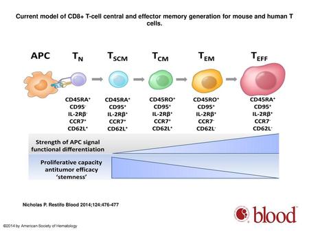 Current model of CD8+ T-cell central and effector memory generation for mouse and human T cells. Current model of CD8+ T-cell central and effector memory.