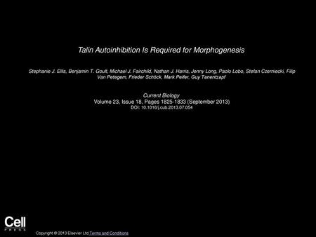 Talin Autoinhibition Is Required for Morphogenesis