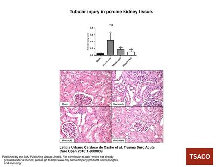 Tubular injury in porcine kidney tissue.