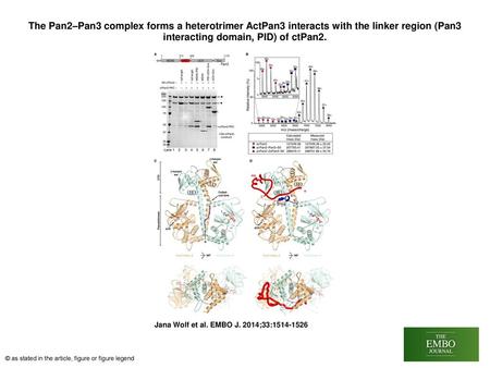 The Pan2–Pan3 complex forms a heterotrimer ActPan3 interacts with the linker region (Pan3 interacting domain, PID) of ctPan2. The Pan2–Pan3 complex forms.