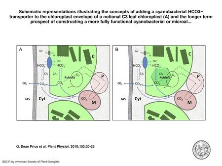 Schematic representations illustrating the concepts of adding a cyanobacterial HCO3− transporter to the chloroplast envelope of a notional C3 leaf chloroplast.