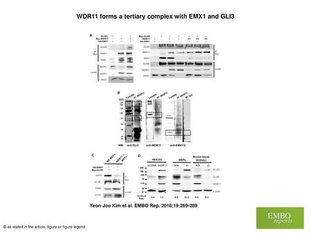 WDR11 forms a tertiary complex with EMX1 and GLI3