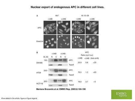 Nuclear export of endogenous APC in different cell lines.