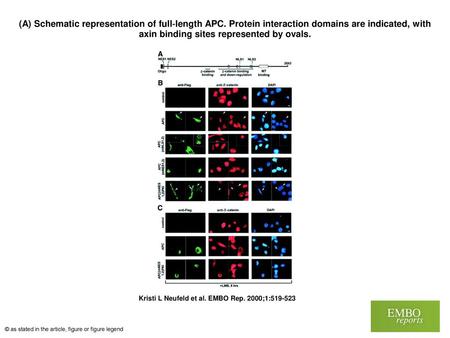 (A) Schematic representation of full‐length APC