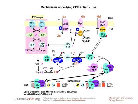 Mechanisms underlying CCR in firmicutes.