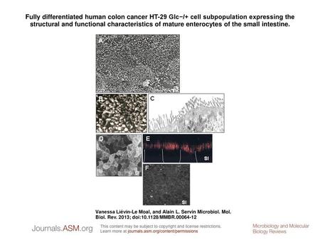 Fully differentiated human colon cancer HT-29 Glc−/+ cell subpopulation expressing the structural and functional characteristics of mature enterocytes.