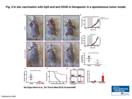 Fig. 3 In situ vaccination with CpG and anti-OX40 is therapeutic in a spontaneous tumor model. In situ vaccination with CpG and anti-OX40 is therapeutic.