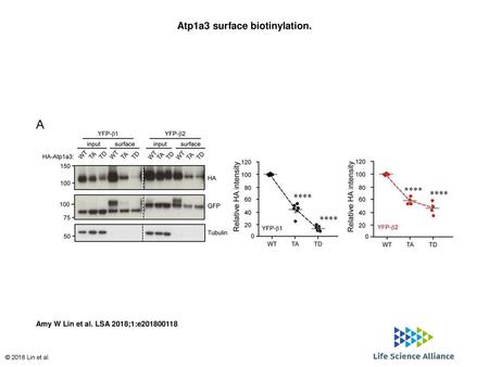 Atp1a3 surface biotinylation.