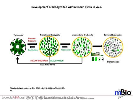 Development of bradyzoites within tissue cysts in vivo.