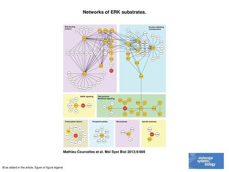 Networks of ERK substrates.