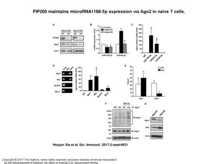 FIP200 maintains microRNA1198-5p expression via Ago2 in naïve T cells.