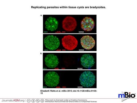 Replicating parasites within tissue cysts are bradyzoites.