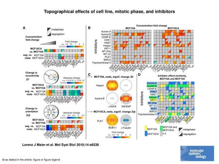 Topographical effects of cell line, mitotic phase, and inhibitors