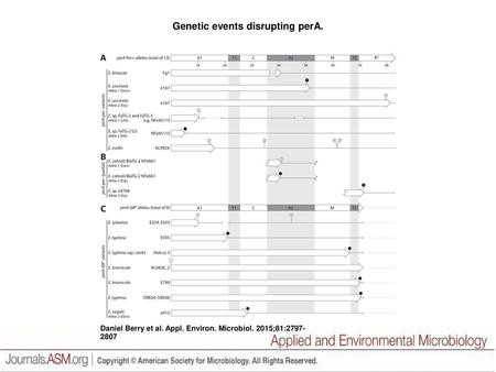 Genetic events disrupting perA.