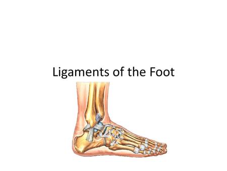 Ligaments of the Foot.