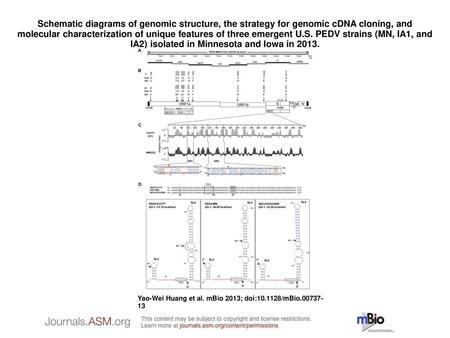 Schematic diagrams of genomic structure, the strategy for genomic cDNA cloning, and molecular characterization of unique features of three emergent U.S.