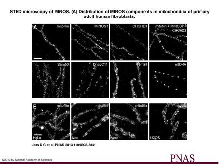 STED microscopy of MINOS