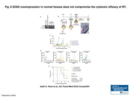 Fig. 8 SOD2 overexpression in normal tissues does not compromise the cytotoxic efficacy of RT. SOD2 overexpression in normal tissues does not compromise.