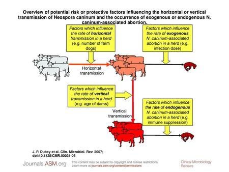 Overview of potential risk or protective factors influencing the horizontal or vertical transmission of Neospora caninum and the occurrence of exogenous.