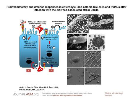 Proinflammatory and defense responses in enterocyte- and colonic-like cells and PMNLs after infection with the diarrhea-associated strain C1845. Proinflammatory.