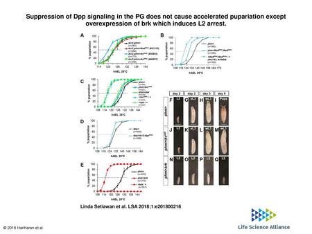 Suppression of Dpp signaling in the PG does not cause accelerated pupariation except overexpression of brk which induces L2 arrest. Suppression of Dpp.