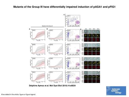 Mutants of the Group III have differentially impaired induction of pAGA1 and pFIG1 Mutants of the Group III have differentially impaired induction of pAGA1.